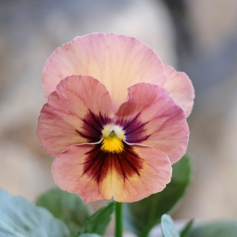 ◆◆専用　パンジーなど♥花苗ポットごと発送♥ Amazon.co.jp: パンジー キューティーハート 3.5号ポット苗 3株セット